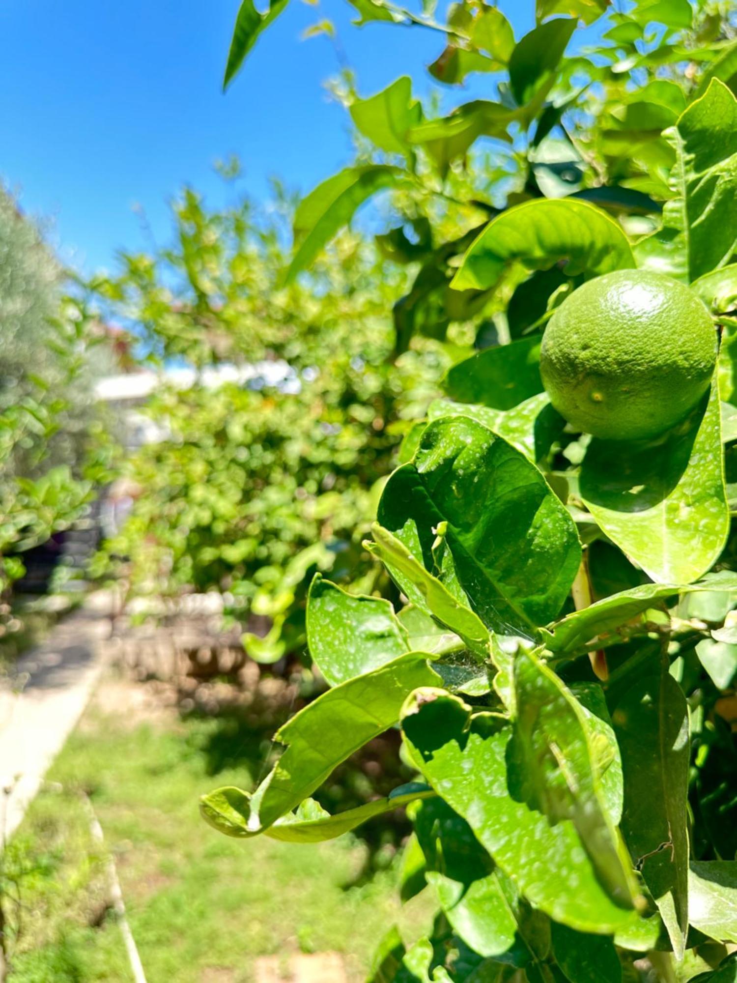 Villa Kaleici Aparts Antalya Exterior foto